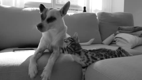 Our Bengal kitten meets our rescue dog - 1st day - 2024