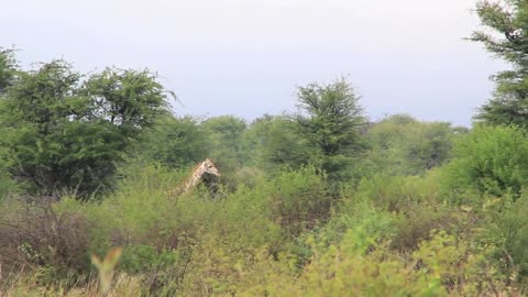 Giraffe head above trees