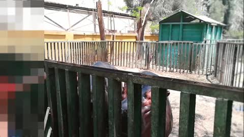 Hungry Family Hippo Eat By little boy visit zoo