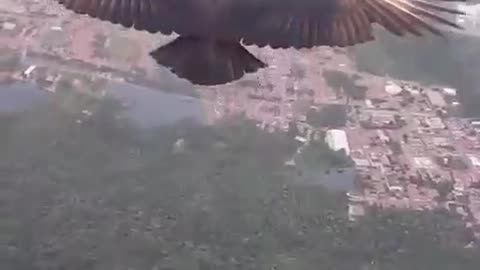 A vulture flew up beside him before #shorts #shortvideo #video #virals #videoviral