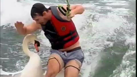 😍Swan attacks surfer🤣