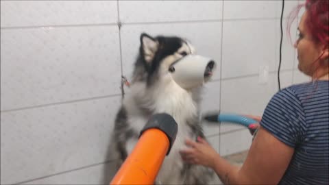 MY Alaskan Malamute DOG in bath