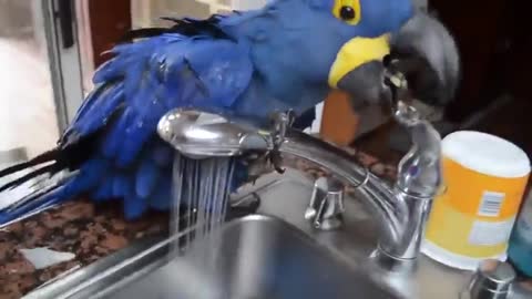 Parrot bathing on your own