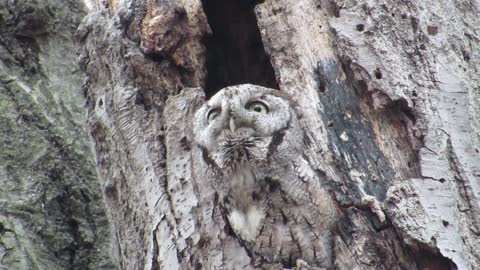 Eastern Screech Owl