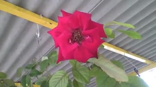 Beautiful red rose, a splendor of charm and beauty [Nature & Animals]