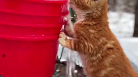 Thirsty Mountain Cat Chills with Ice Water! 🐱❄️🥤🏔️😹💧