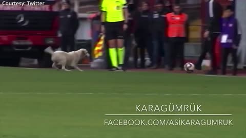 Dog stops foot ball / soccer game and steals the ball