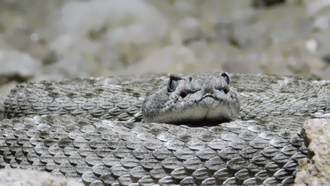 Western Diamondback Rattlesnake - Grey scale variation (3)