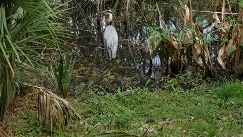 Pretty bird blue heron