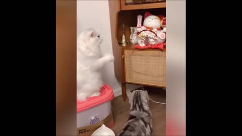 Funny animals - Funny cats _ dogs - Funny animal videos _ Best videos 2024