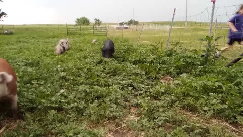 Frolicking Pigs