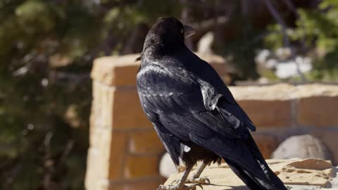 Black bird standing on a roof