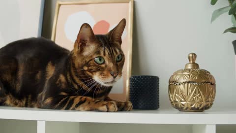 Bengal cat sitting on shelf close-up. Brown kitten resting on ledge near pictures