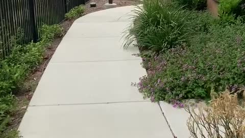 Doggy Gets Super Excited To See Park