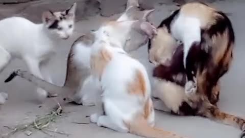 Cat playing/Cat forever/cat and kittens