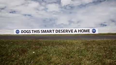 Meet Porter. The World's First Driving Dog.