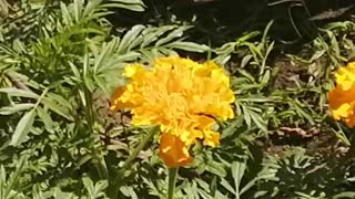 Butterfly on a flower