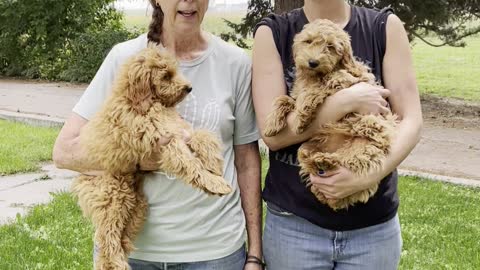 Meet the F1b Mini-Goldendoodles!