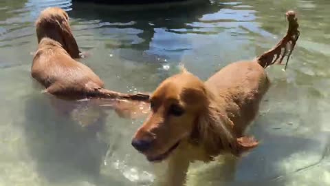 swimming dog