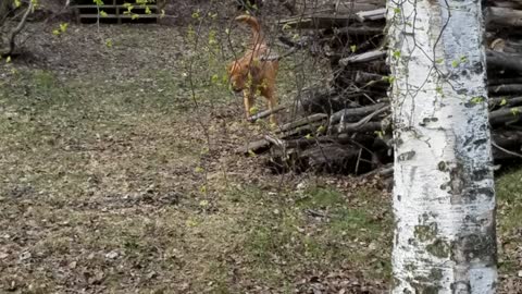 Leaping dog