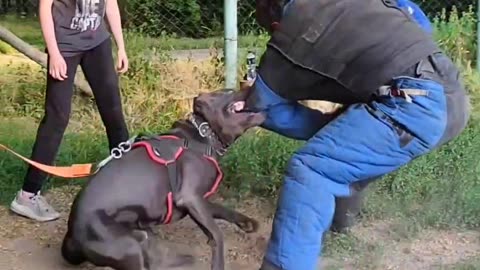 Training of Personal Protection Dogs: Cane Corso Prometheus.