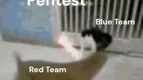 Cat Dog Pentest