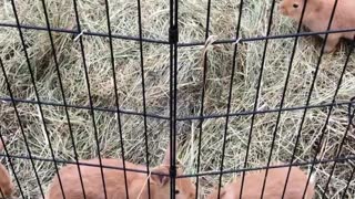 Bunnies loose in playpen