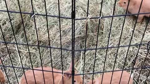 Bunnies loose in playpen