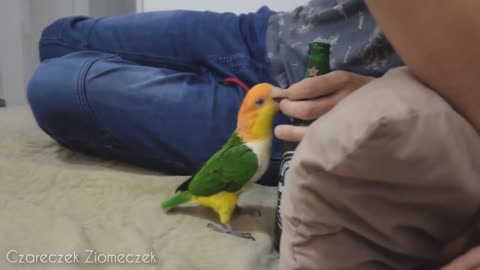 Parrot VS beer