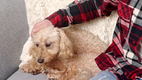 a man in a red shirt playfully plays with a dog on the couch