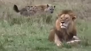 Hyenas respecting the King