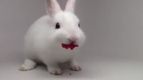 the sound of rabbit eating roses