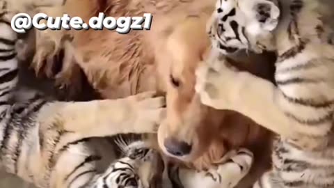 Dog 🐕 and Tiger 🐯 mom? #dog#tiger#puppy#cat#baby