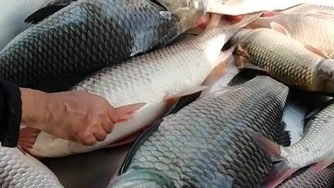 Fish Video where people try to buy fish