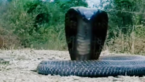 What is the world s largest cobra? #cobra #wildlife #animals