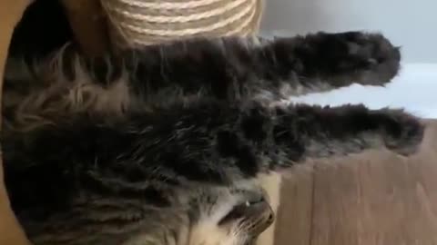 Crazy cat sleeps in totally awkward position