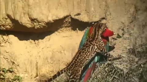 Blanquillo Macaw Lick in Manu - Birds of Peru