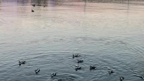 Entertaining Bufflehead ducks swim in Lake Ontario