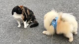 Dog an cat