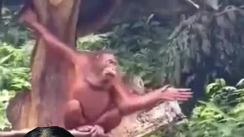 Funny Orang Utans