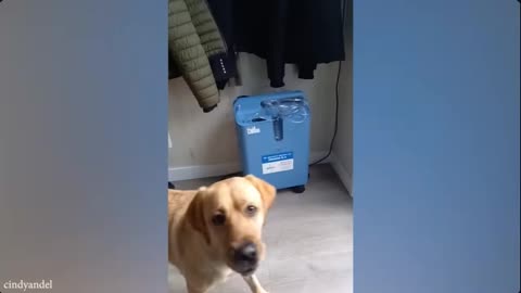 🐶😂 Hilarious Dog Antics! 😂🐶