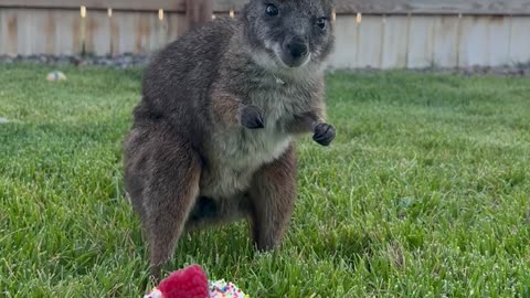 Wallaby Isn’t a Fan of Party Hat