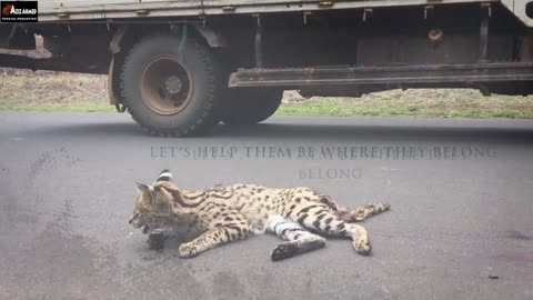 Ethiopian wild life