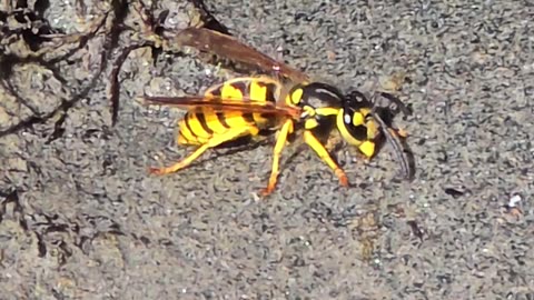 Wasp by the river.