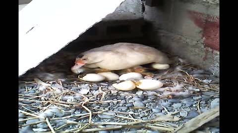 Duck egg hatching