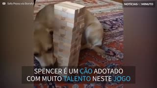 Cão adotado mostra talento inusitado em jogo de equilíbrio