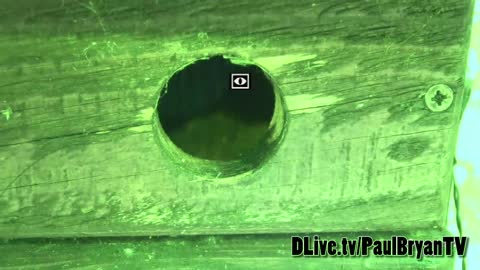 Blue Tit Nest Discovered live on Stream