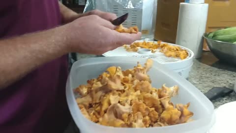 DEHYDRATING CHANTERELLE MUSHROOMS