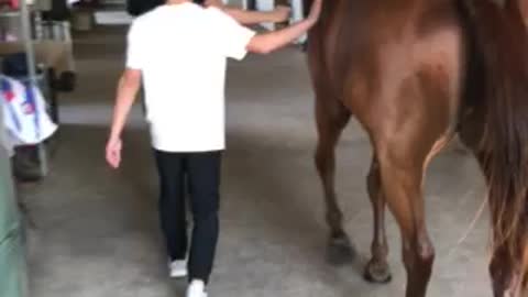 Horse walking