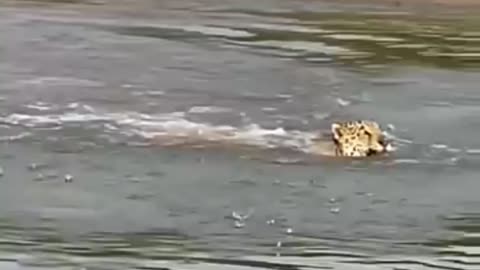 jaguar vs capybara